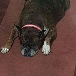 Meet your Posher, Harry